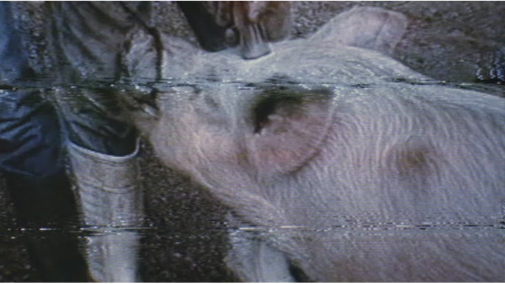 Le riprese dell'uccisione del maiale che aprono Benny's video